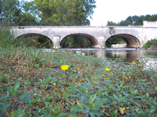 La rivière Charente