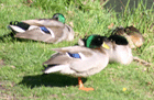 Canards