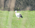 White stork